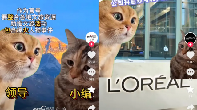 猫meme为什么会走红？